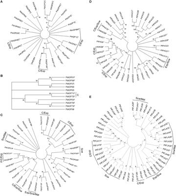 The Spatio-Temporal Distribution of Cell Wall-Associated Glycoproteins During Wood Formation in Populus
